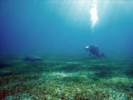 Diver and Turtle